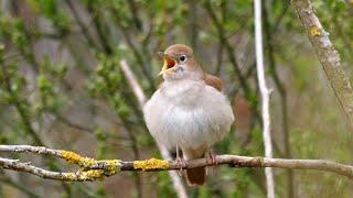 Calming Nightingale Birdsong: 1 Hour Of Relaxation In 4k Quality