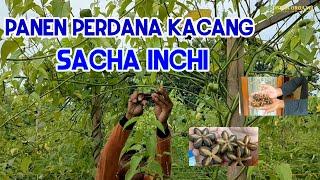 Panen Perdana Kacang Sacha Inchi ~ Mitra Organik