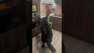 Волкособ Гул’дан и Яна