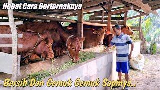 Sangat Patut Dicontoh Cara Beternak Dan Merawat Sapinya....