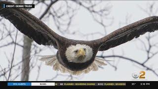 Long Island residents concerned new development may disrupt bald eagles