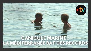 Canicule marine : la Méditerranée se réchauffe et les organismes marins souffrent