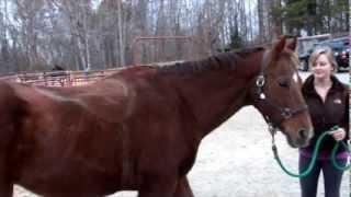 Equine Assisted Therapy: The Gentle Power of Horses by Pam Sullivan