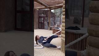 TUG OF WAR WITH A 380 KG OF A #liger  VS. 85 KG OF A HUMAN #strong #shorts #trending