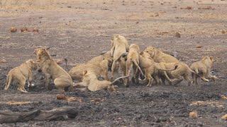 15 Lions Hunt and Devour unlucky Warthog