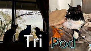 Tripod cat| Sully's first 2 weeks after amputation