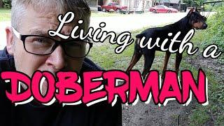 Living with a DOBERMAN PINSCHER what to Expect