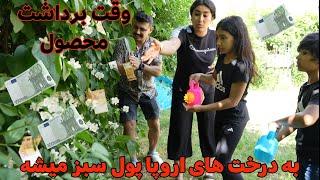 درخت های یورو در اروپا , ویدئو تلخ و واقعی ما افغان ها در خارج #فامیلی_جعفری #familyjafari