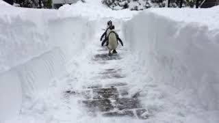 Penguins waddling through snow