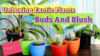 Plants Unboxing From Buds & Blush |  Online Plant Shopping | Budget Gardening