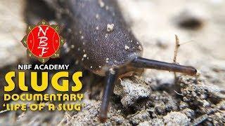 WILDLIFE | SLUGS DOCUMENTARY | LIFE OF A SLUG | ALL ABOUT INDIAN SLUG | NBF ACADEMY