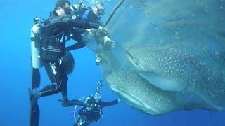 Whale Sharks Rescued From Net