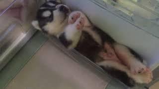 Husky Puppies Chilling in Fridge