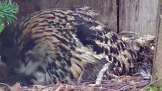 Kassikakk::Eagle Owl~ Hanna is feeding her Owlets ~1:08 pm 2024/04/16