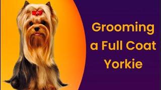 GROOMING a YORKIE with long hair. Trimming a Yorkshire Terrier in full coat is fun.