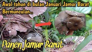 Jamur Barat Bermunculan di Awal Tahun di musim penghujan!!-Mushroom