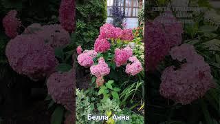 ПРОДАЖА древовидных ГОРТЕНЗИЙ #цветы #гортензия #дача #гортензиякрупнолистная #сад