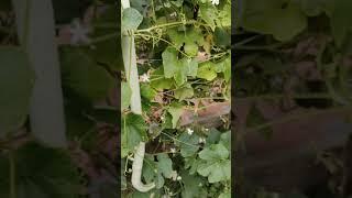 Benefits and care of snake gourd. seed2stem