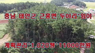 ●매매완료[딸기185] 충남 태안군 근흥면 두야리 .임야 매매  딸기공인중개사 041.662.0880