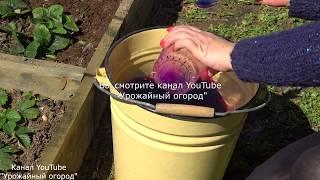СРОЧНО ПОДКОРМИТЕ КЛУБНИКУ ЭТИМ СРЕДСТВОМ ВЕСНОЙ!В 3 РАЗА БОЛЬШЕ УРОЖАЙ!