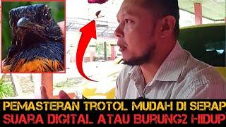 MANA YG LEBIH EFEKTIF PAKE BURUNG HIDUP ATAU SUARA DIGITAL‼️UNTUK PEMASTERAN TROTOL SIANG MALAM‼️