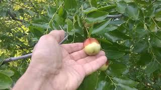 Il giardino sostenibile. Cosa impiantare