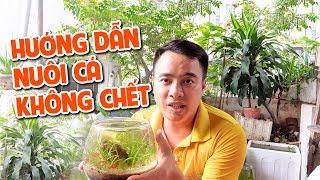 Hướng dẫn nuôi cá không chết I Nắng Aquarium_Guide to raising fish not dead