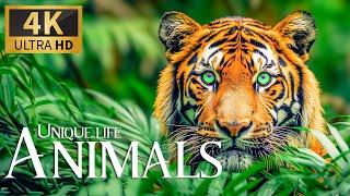 Unique Life Animals 4K  Discovery Relax Animals Movie with Smooth Piano Music & Nature Sound