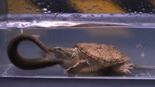 snapping turtle eats live large loach | live feeding (snapping turtle Epic battle)