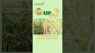 ATP SILIKA GIÚP CÂY CỨNG CÁP - VỮNG CHẮC TỪ GỐC TỚI NGỌN | An Thịnh Phát