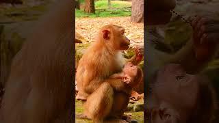 Awesome Cute Little Baby Monkey Really Love His Mother #monkeywildlife #babymonkey #cutemonkey