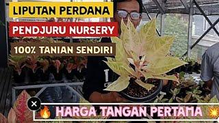 Perdana Diliput Pendjuru NurseryHarga Tangan Pertama Langsung dari Petaninya