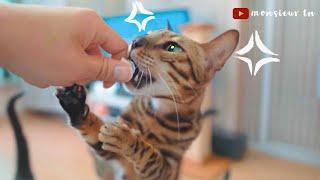 3 Simple Steps To Stop a Cat or Kitten From Biting!