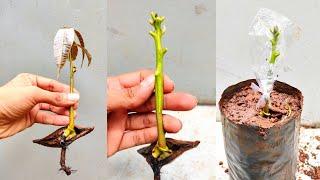 Mango Stone Grafting | Mango grafting simple technique | #mango_grafting