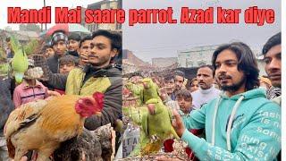 Mandi  Mai Saare  Parrots Azad Kar Diye || fm pegion india