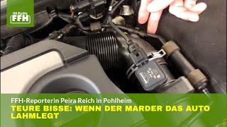 Teure Bisse: Wenn der Marder das Auto lahmlegt