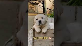 lab puppy available  #dog #doglover #labrador #labdogs #goldenretriever #shortsvideo #shorts