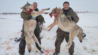 ОДНИХ УПУСТИЛИ ДРУГИХ ЗАБРАЛИ! охота на волков hunting wolves