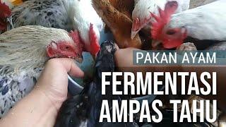 Fermentasi Ampas Tahu Awet 2 bulan untuk Pakan Ayam & Unggas lain (part -1)