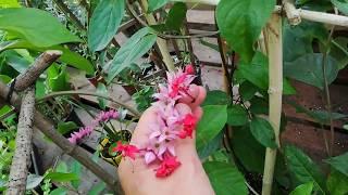 Клеродендрум прекрасный. Clerodendrum speciosum, Clerodendrum delectum