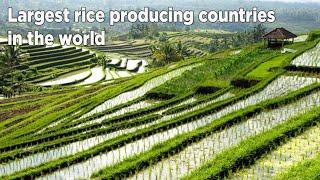 Largest Rise Producing Countries in the World