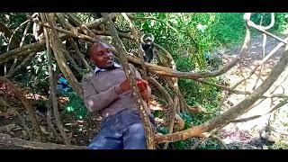 DISCOVERING CITY PARK IN NAIROBI KENYA  ( Exclusive feeding monkeys)