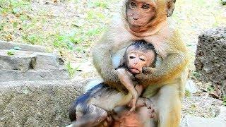 OMG, Does sweet Pea Want To kill Baby Monkey? Why Sweet Pea Do Like This On Baby Monkey?