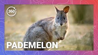 Down Under’s Mini Macropods: The Science and Reproductive Strategies of Pademelons