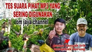 PIKAT MP3 ANDALAN JAYA CHANNEL SANGAT AMPUH‼BUKTIKAN‼ #mikatburung #caramikatburung