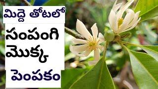 కుండీలో కూడా సంపంగి మొక్క ఎక్కువ పూలు పూయాలంటే... | Sampangi Plant Care