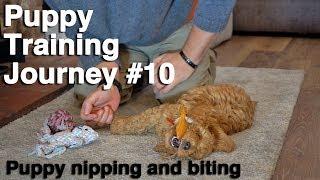 How to Stop a Puppy Biting and Nipping. #10