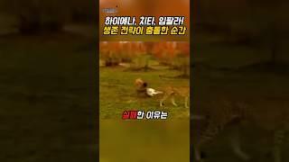 하이에나가 먹이 탈취에 실패한 이유 - 포식자 판단 전략 해설