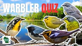 The Ultimate Eastern Warbler Song Quiz: Can you Get all 37 Correct?