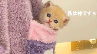 猫神様は寂しがり屋【アフレコ】